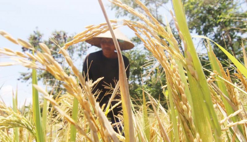 Pandemi Corona Ancam Ketahanan Pangan Sumut?